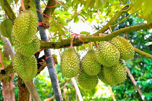 泰国产地榴莲采摘视频,镜头下的采摘瞬间