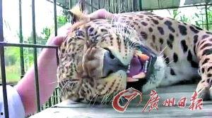 国产猎豹发展史视频解说,从诞生到辉煌的传奇历程  第3张